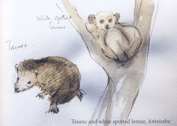 Madagascar Sketchbook by Jenny Pery Madagascar Sketchbook by Jenny Pery